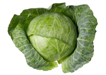 a head of cabbage