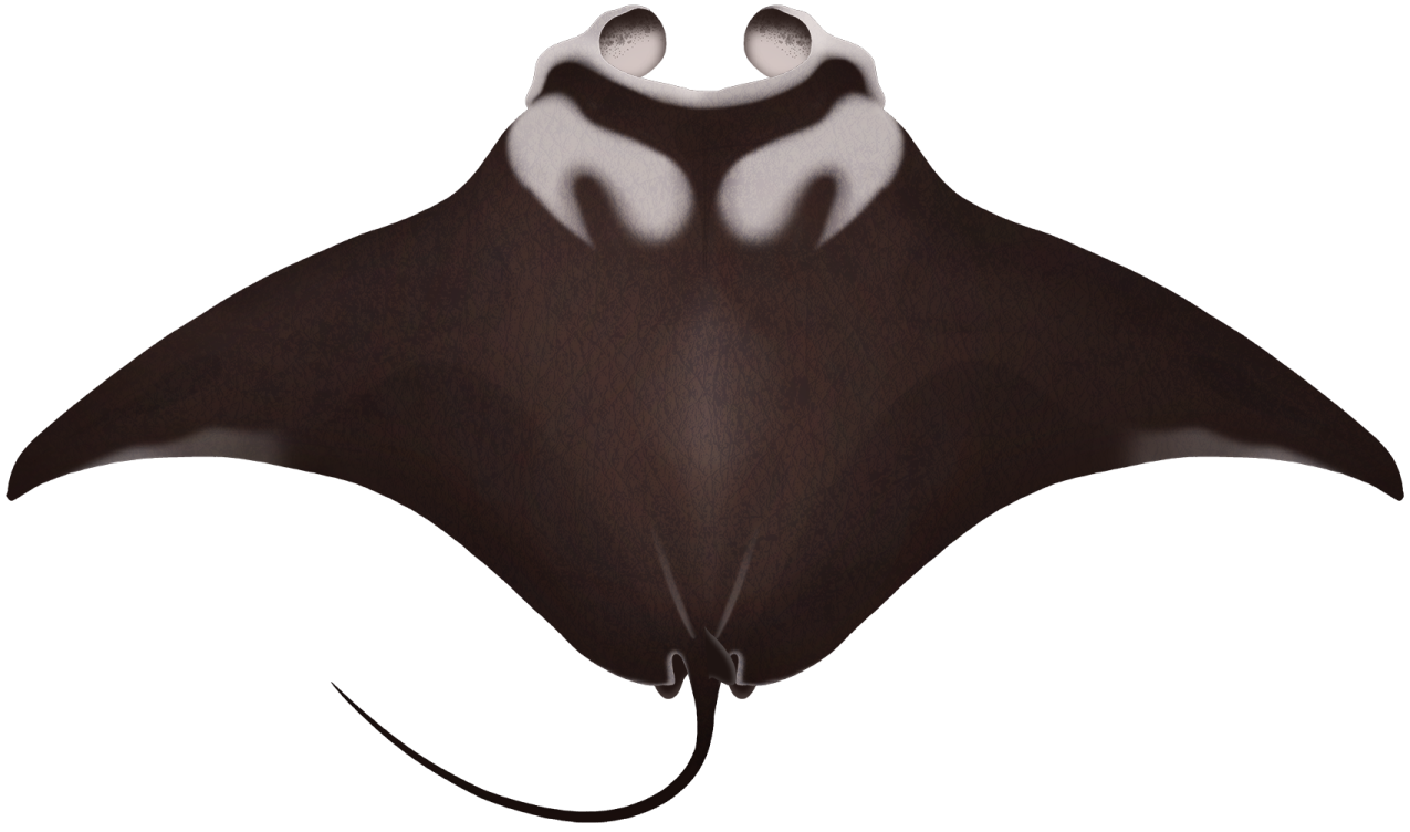 a black and white spotted manta ray