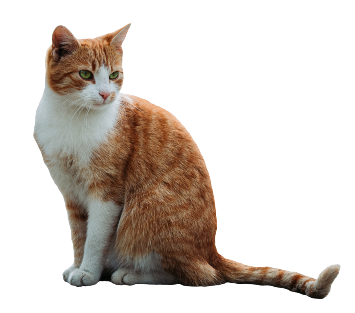 an orange and white cat sitting on the floor