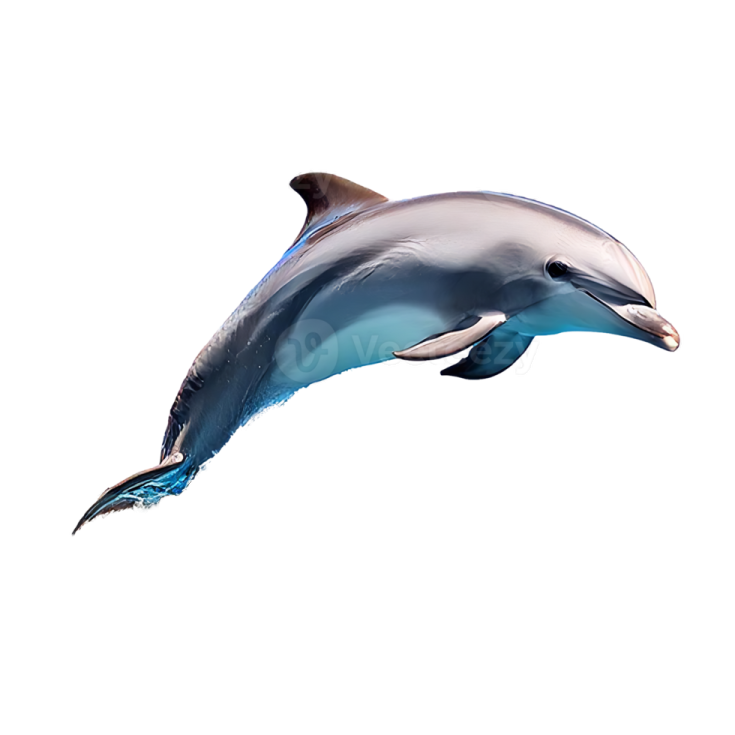 a dolphin jumping in the air on a white background