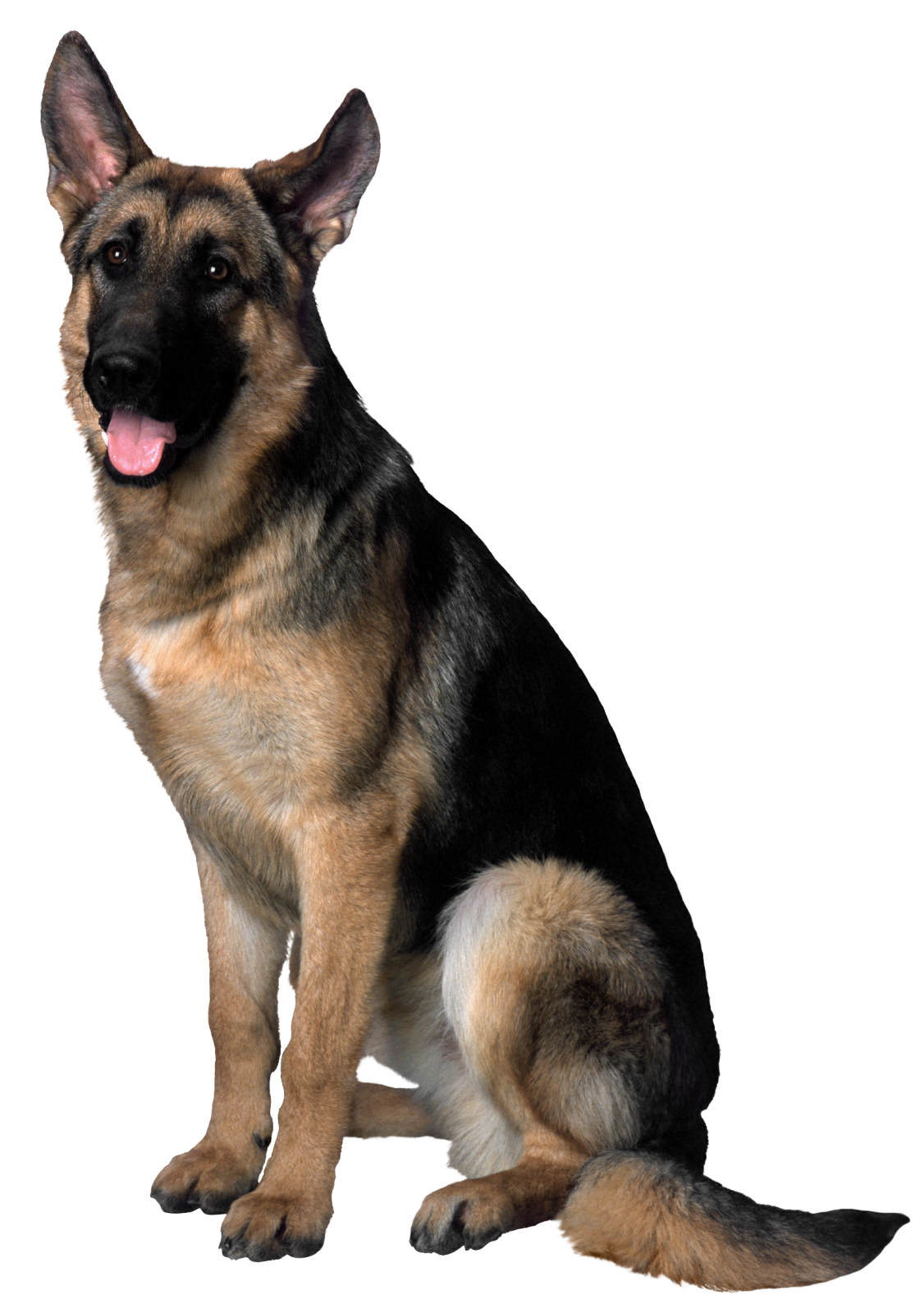 a german shepherd dog sitting on a white background