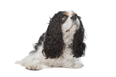 a black and white dog sitting on a white background