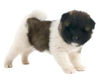 a small black and white puppy standing on a white background