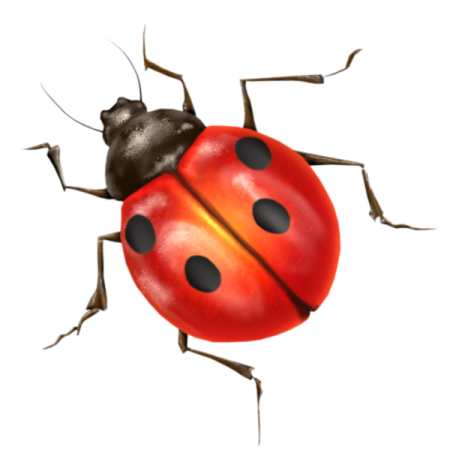 a lady bug on a white background