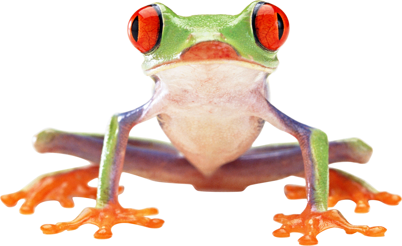 a close up of a red eyed tree frog