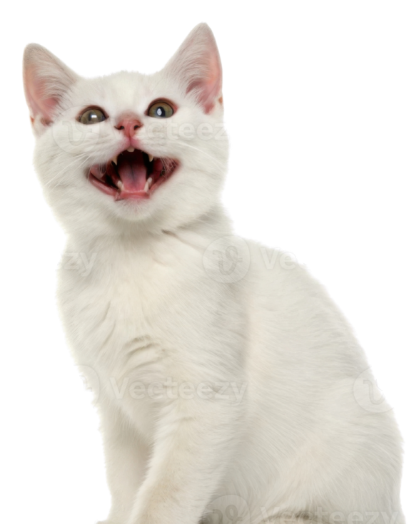 a white kitten sitting down with its mouth open