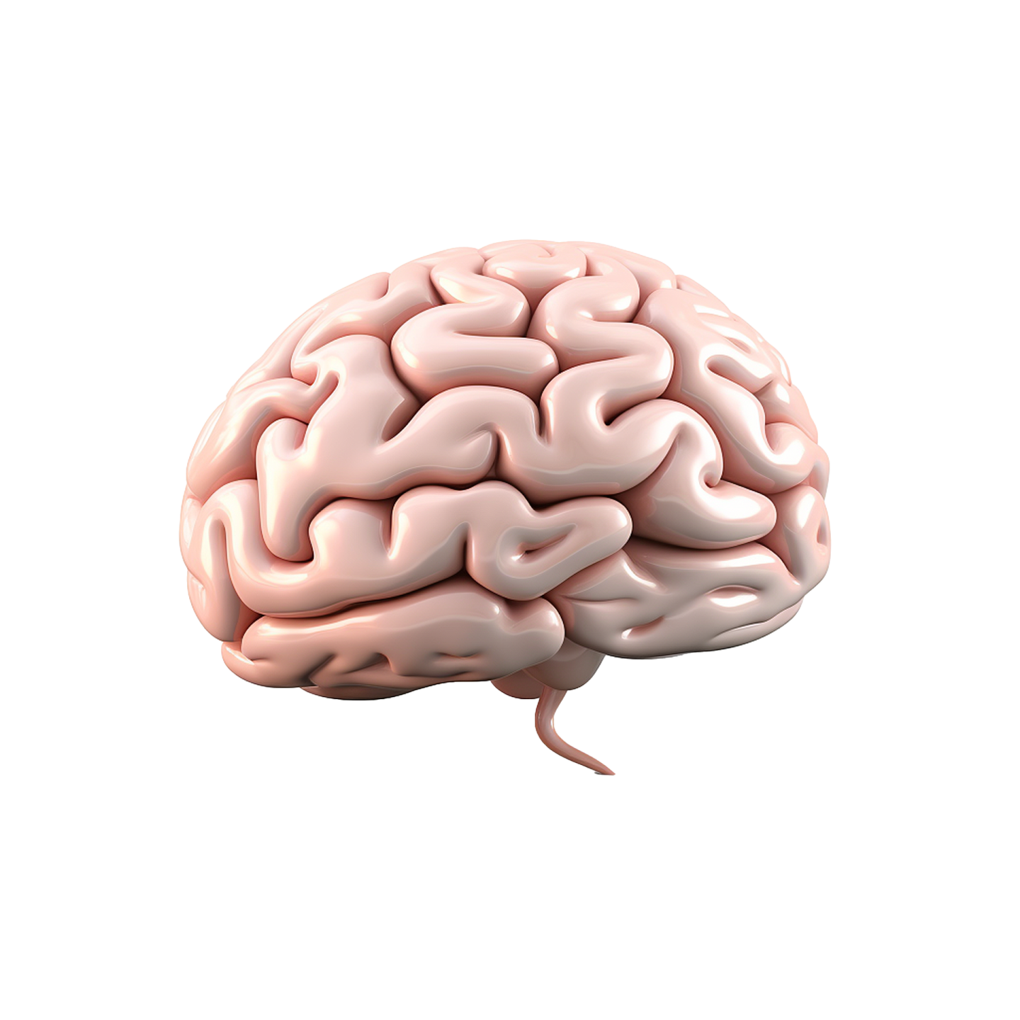 an image of a human brain