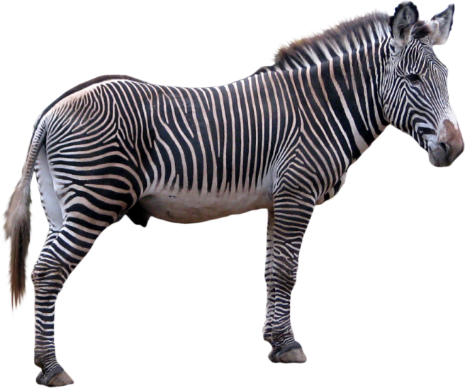 a black and white zebra