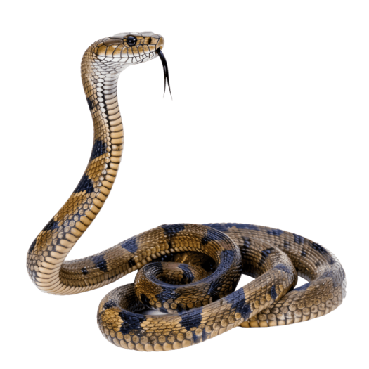 a snake with its mouth open and tongue out