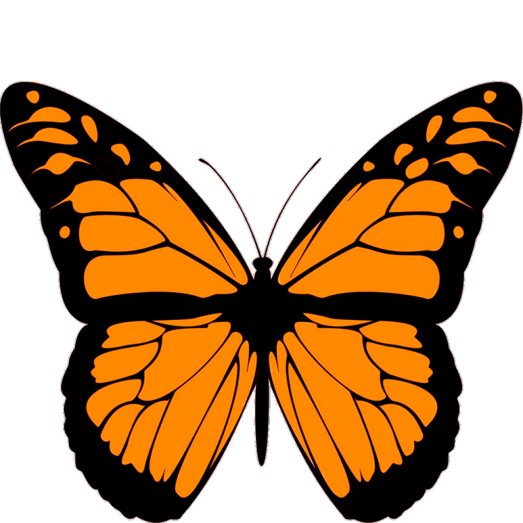 an orange butterfly with black wings