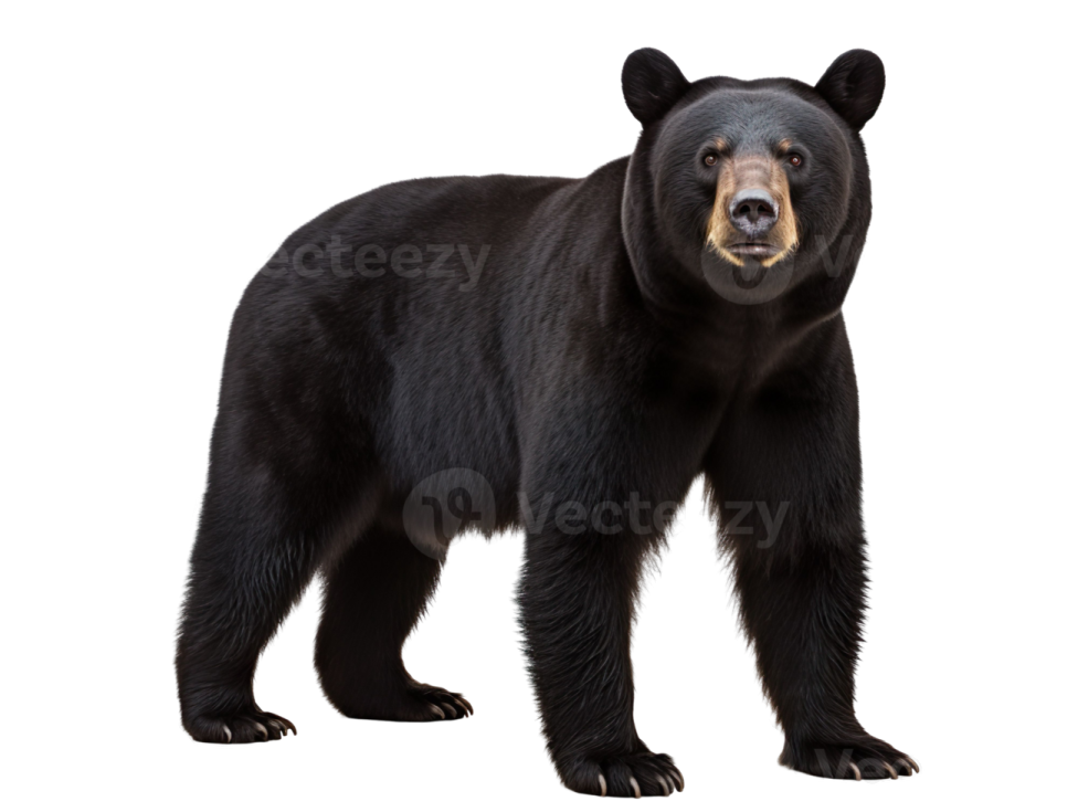 a black bear standing up against a white background
