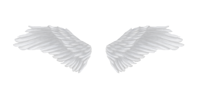 two white wings on a white background