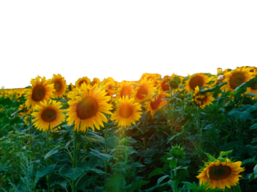 a field of sunflowers