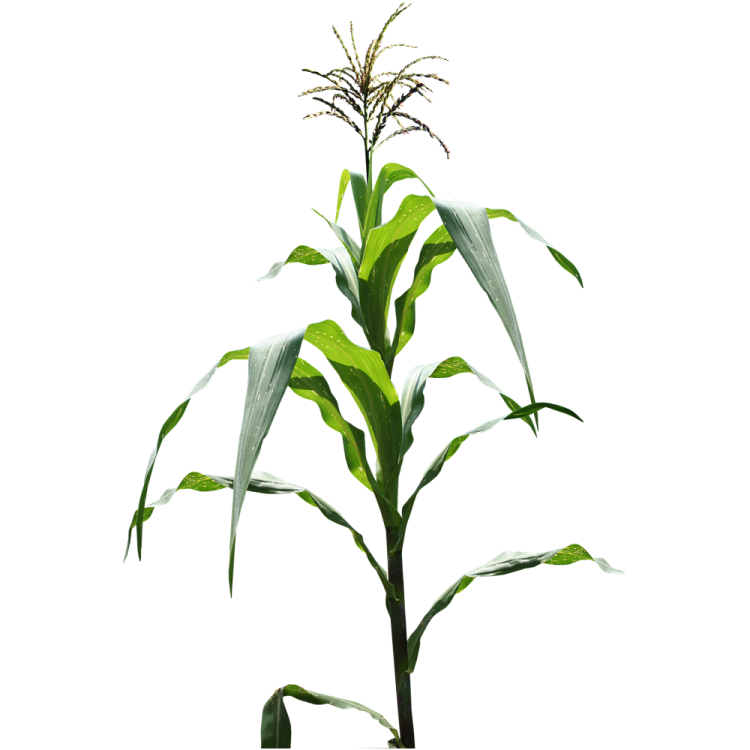 an image of a plant with green leaves