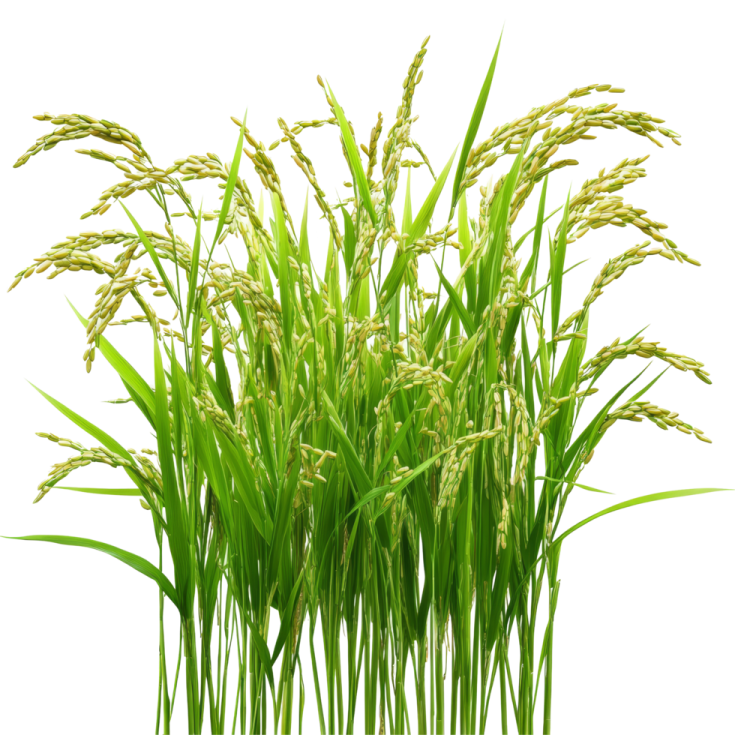 a bunch of green grass with white background