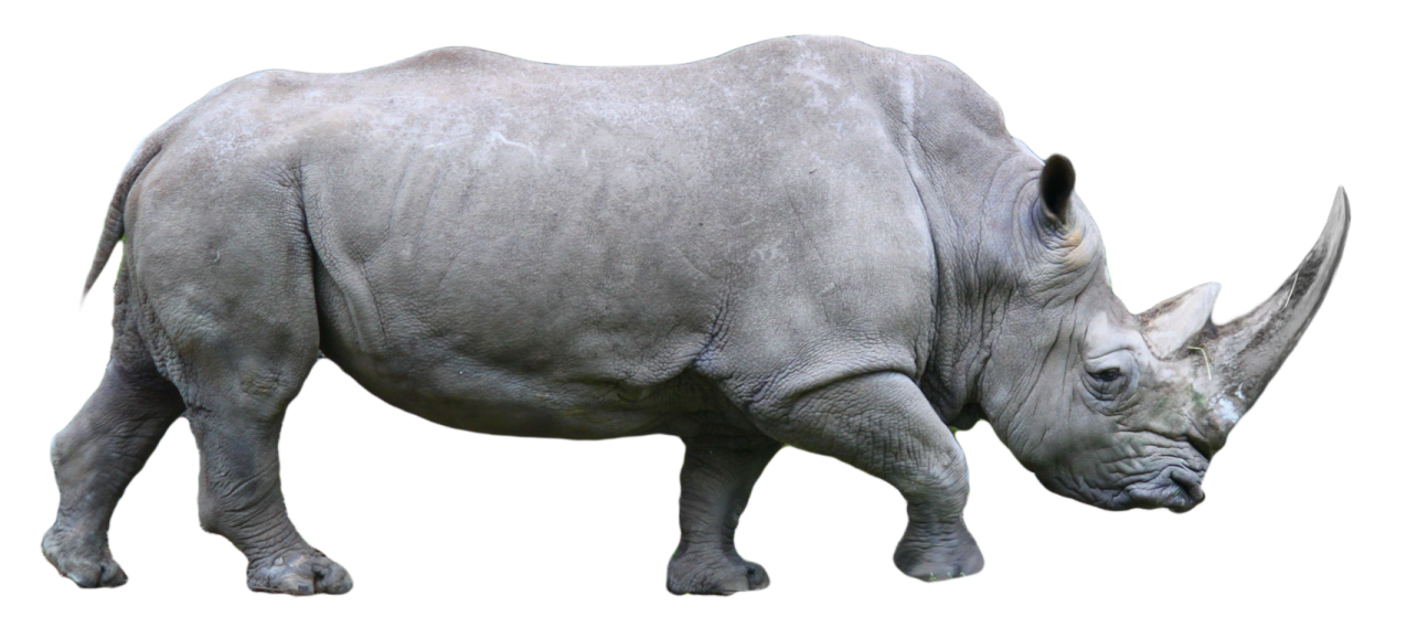 the rhino is white