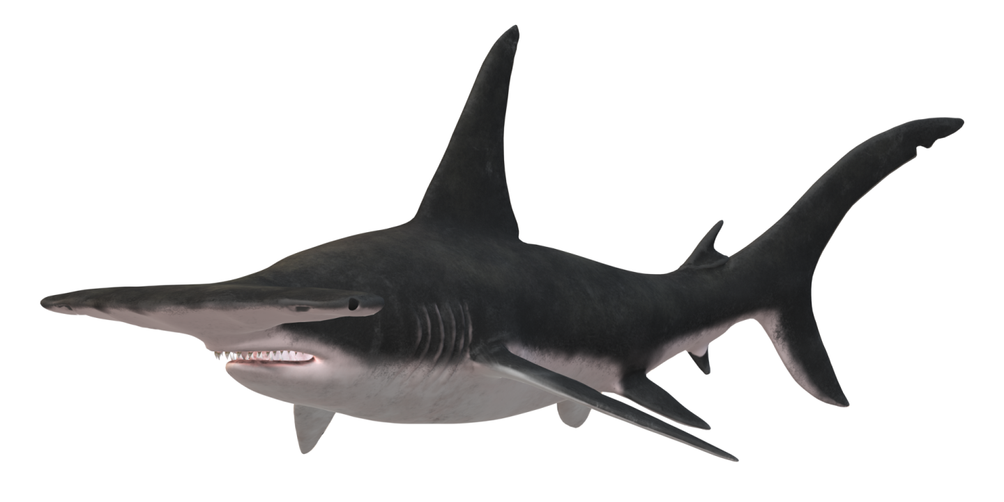 an image of a shark with its mouth open