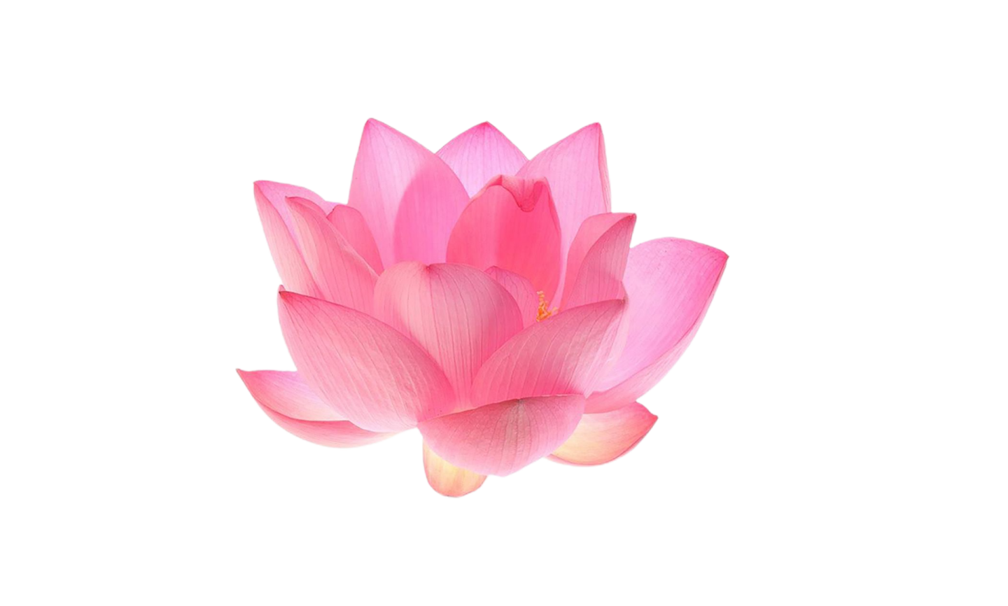 a pink lotus flower on a white background