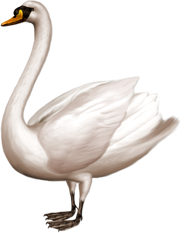 a white swan