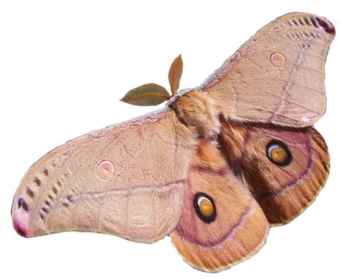 a large moth on a white background