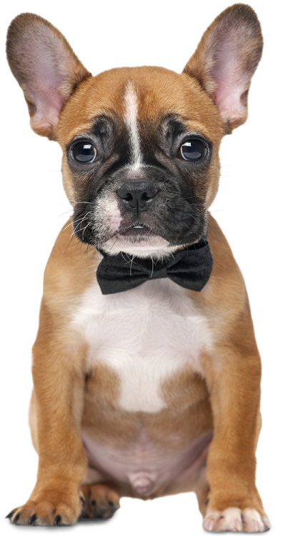 a small brown and white dog wearing a bow tie