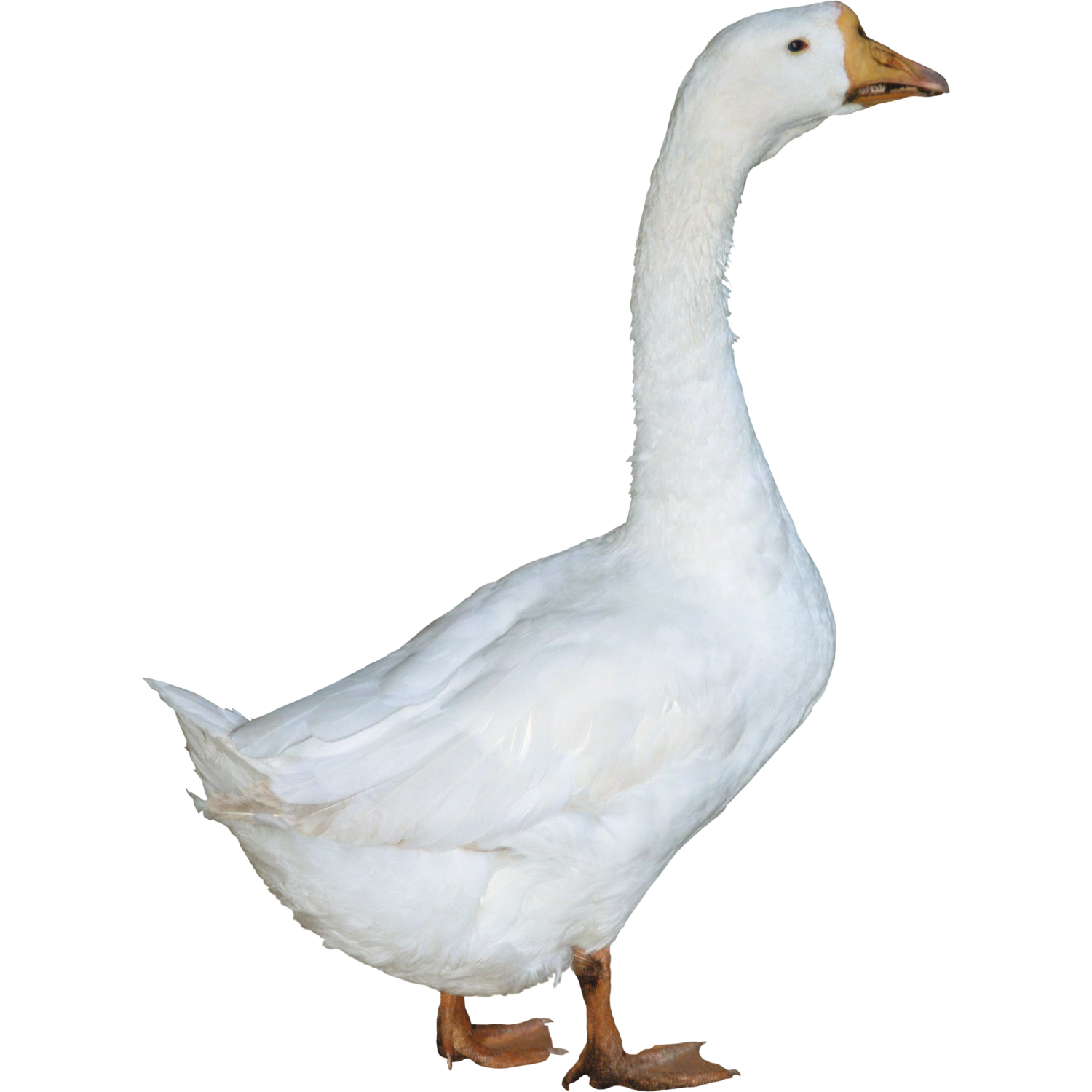 a white duck standing on its hinds