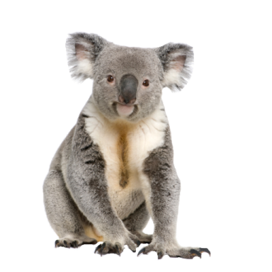 a koloa sitting on the ground