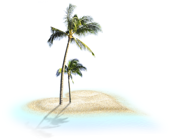 a palm tree in the sand on a beach