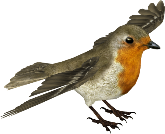 a bird that is flying in the air