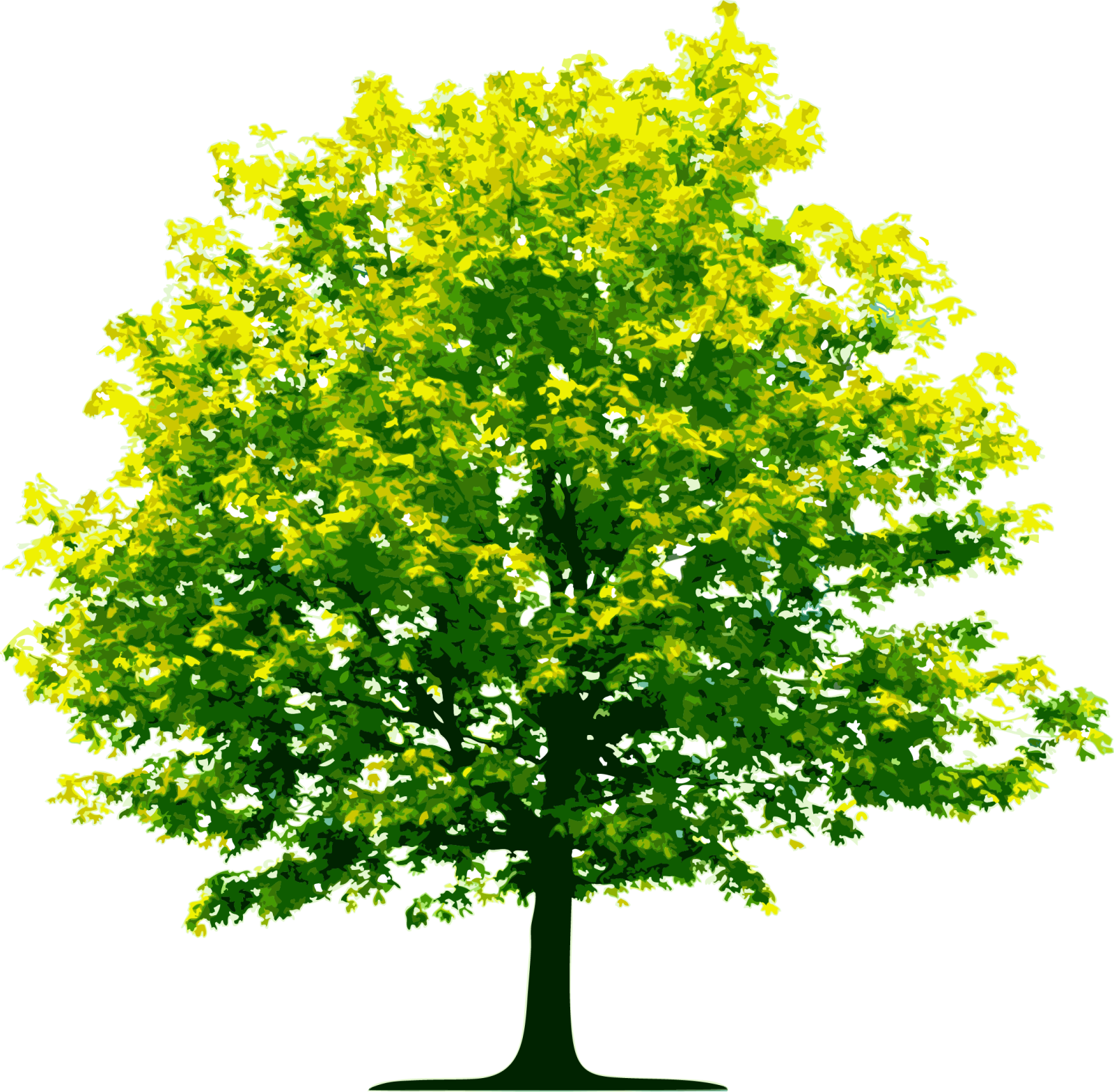 a tree with yellow leaves