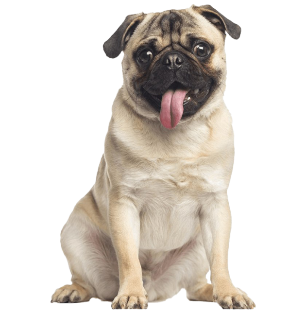 a pug dog with its tongue sticking out