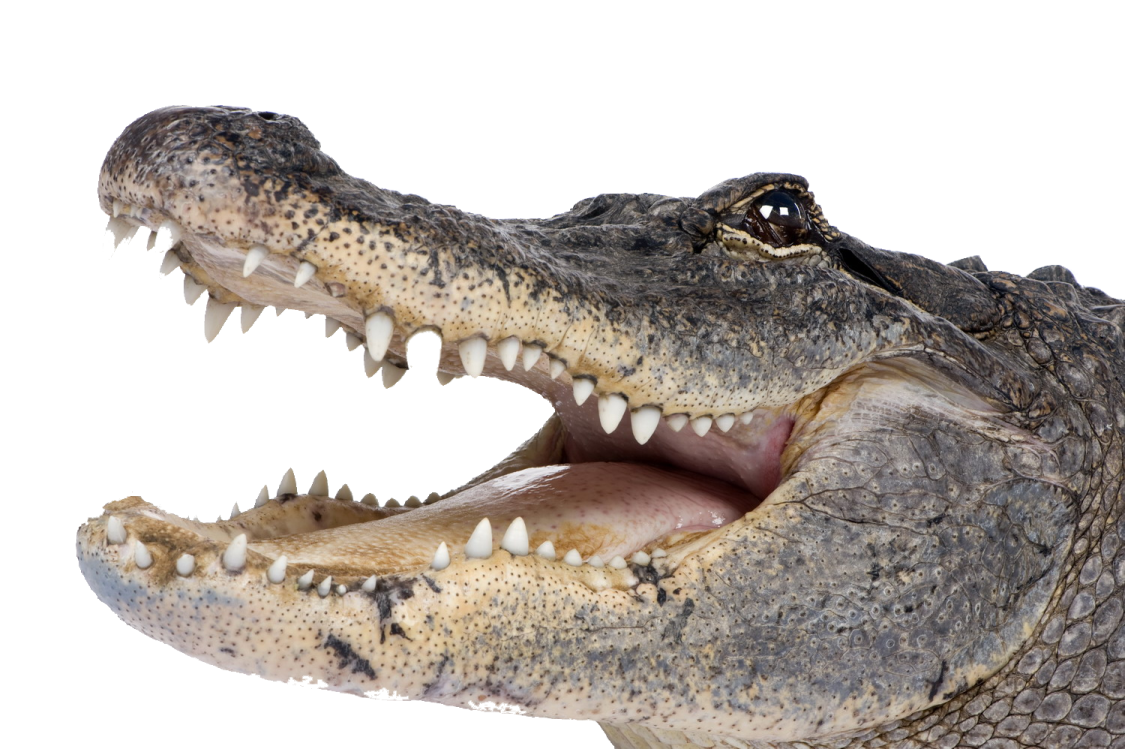 an alligator with its mouth open on a white background