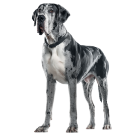a black and white dog standing on a white background