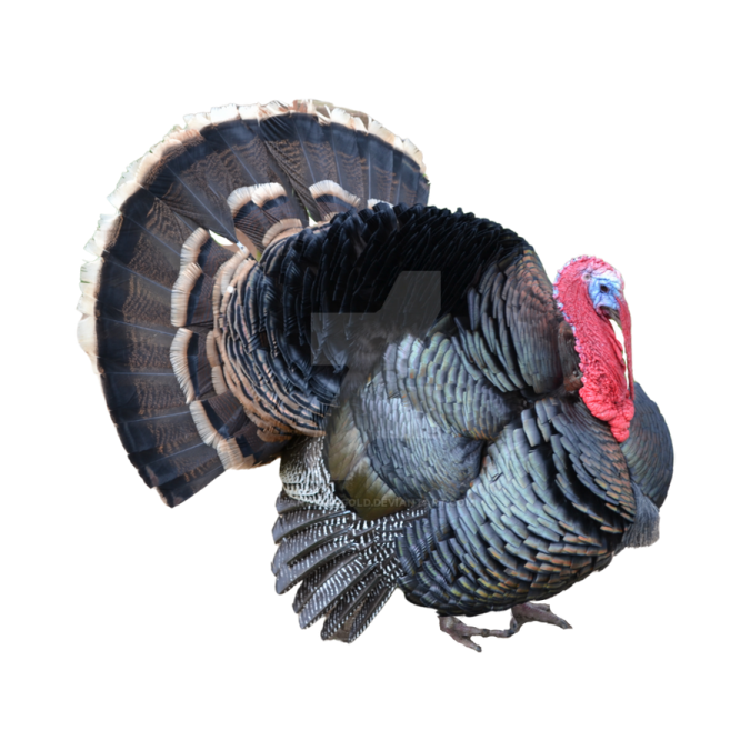 a close up of a turkey on a white background