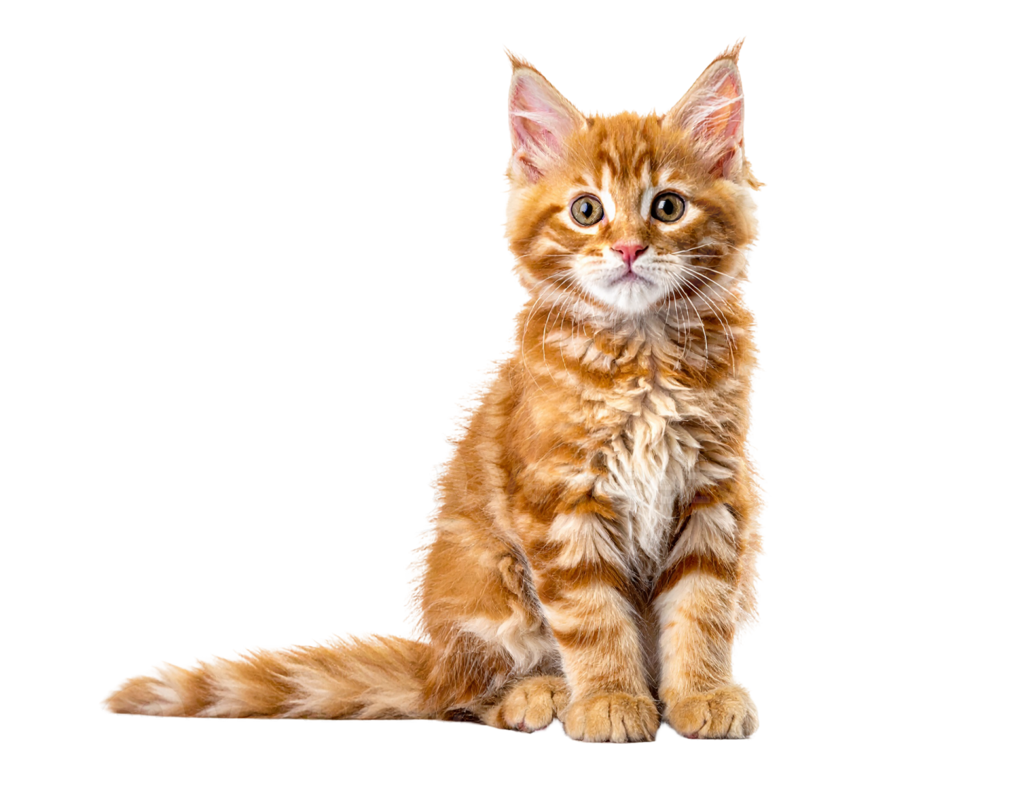 an orange kitten sitting on a white background