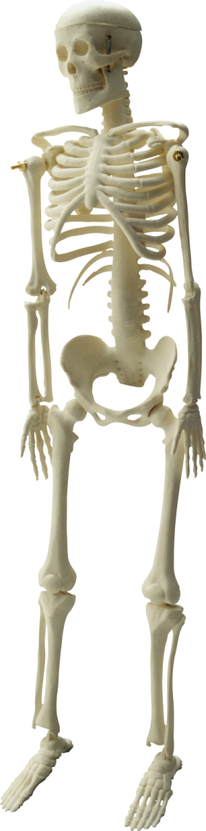 a model of a human skeleton