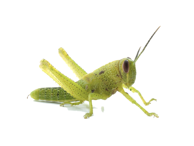 a close up of a grasshopper insect