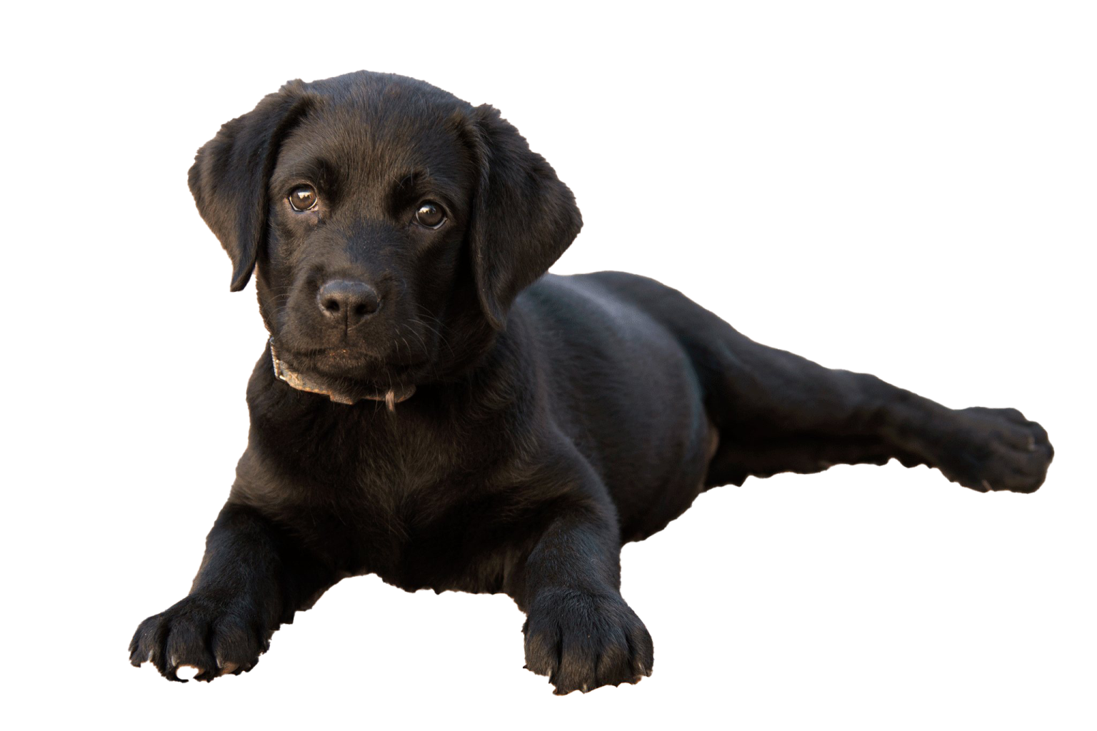 a black dog laying down on the ground