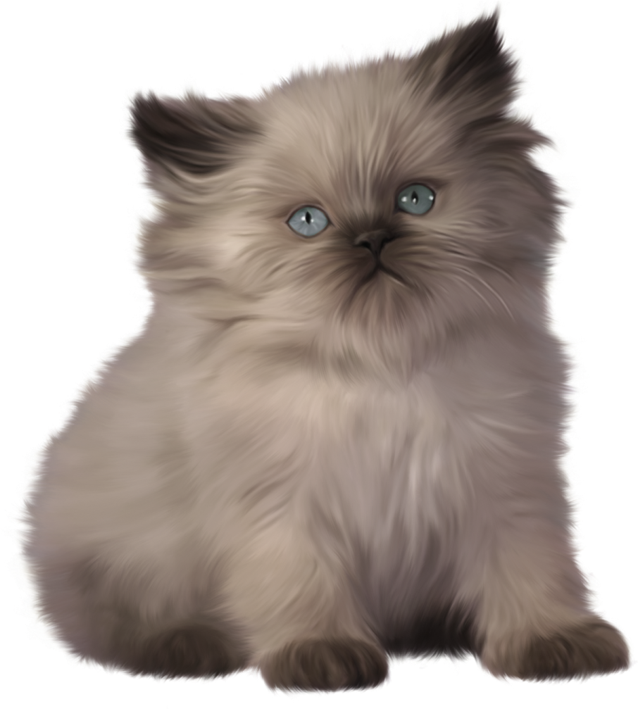 a cat with blue eyes sitting down