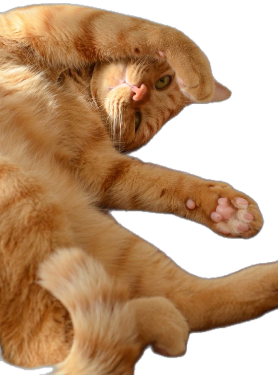 the cat is orange