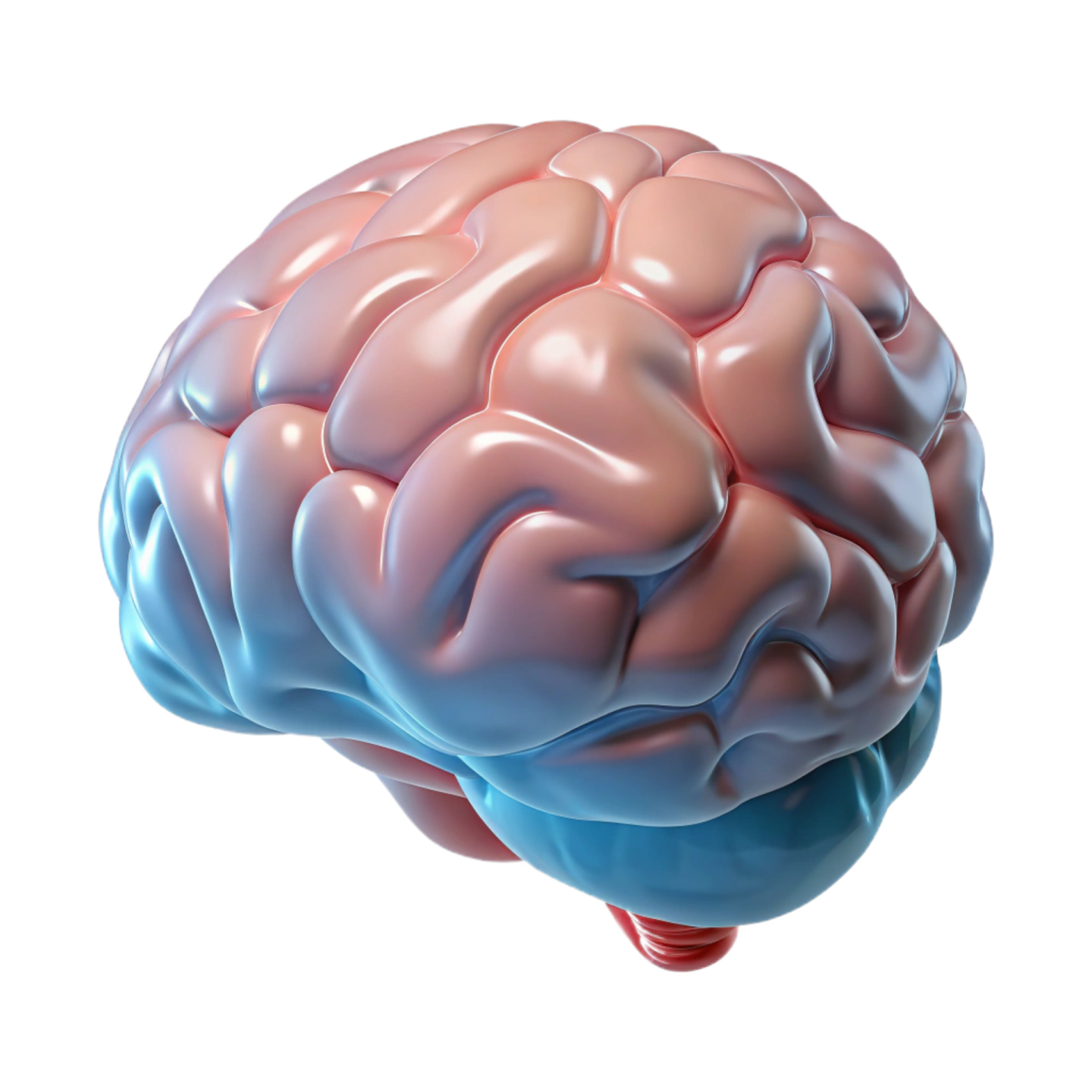 a model of the human brain