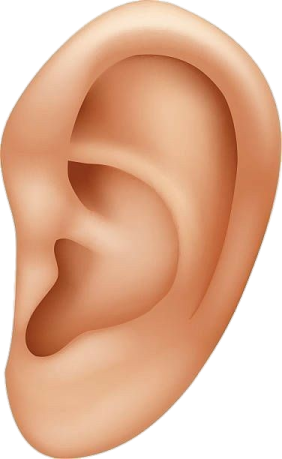 an illustration of a human's ear