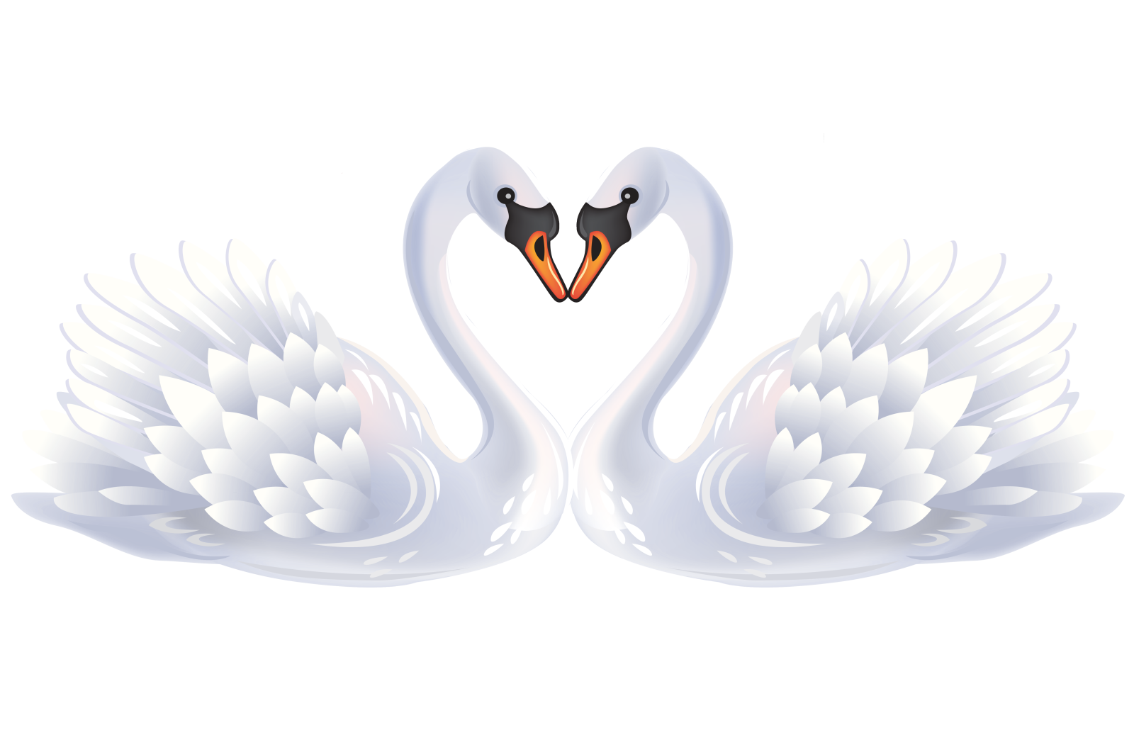 a pair of white swans making a heart shape