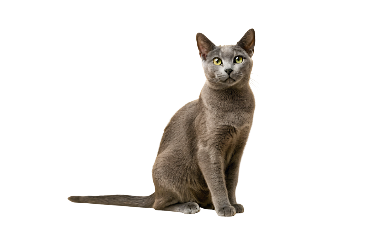 a gray cat sitting on a white surface