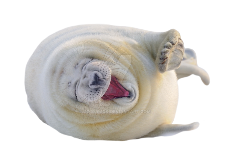 a baby seal with its mouth open on a white background