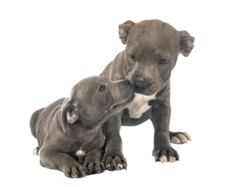 two pup playing with each other pup