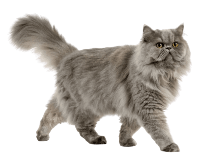 a gray cat walking on a white background