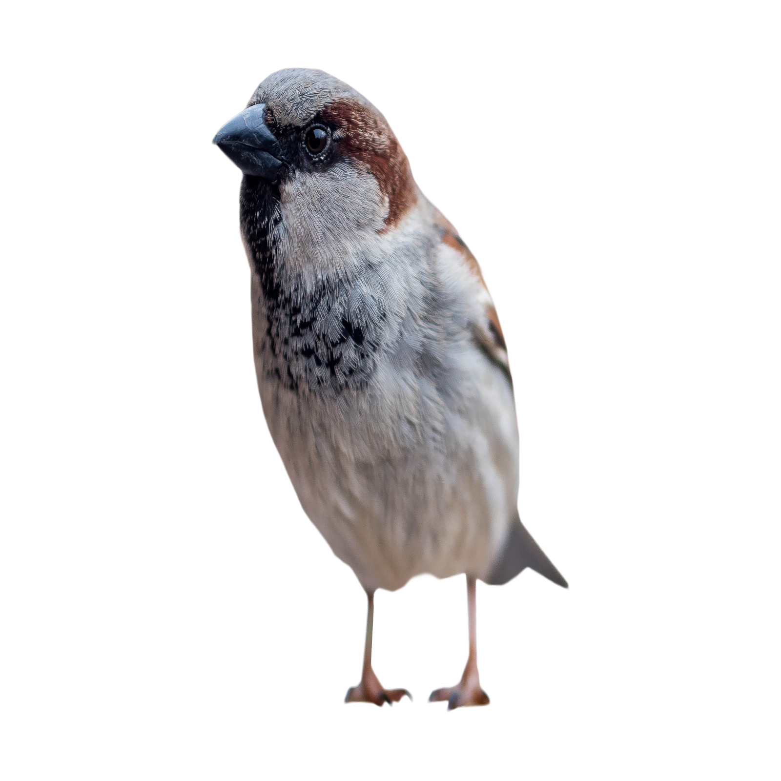 a bird standing on top of a white surface