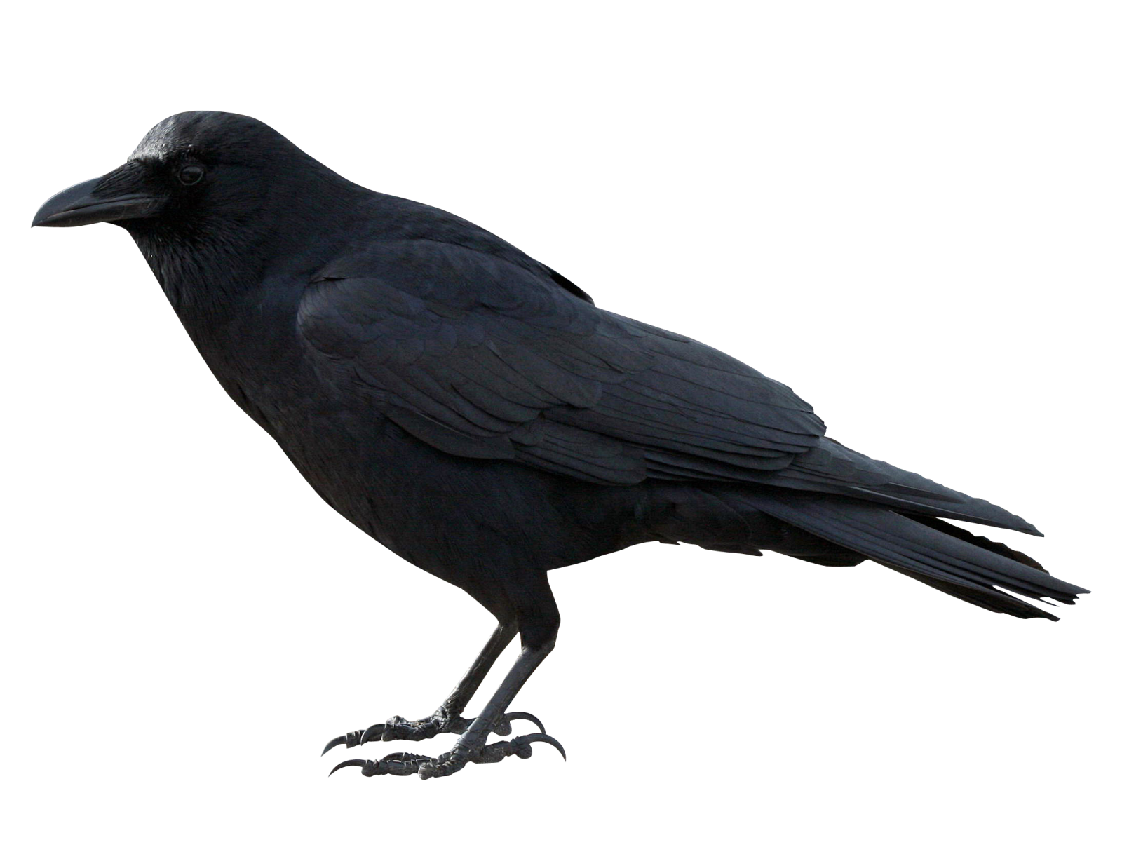 a black bird is standing on a white surface