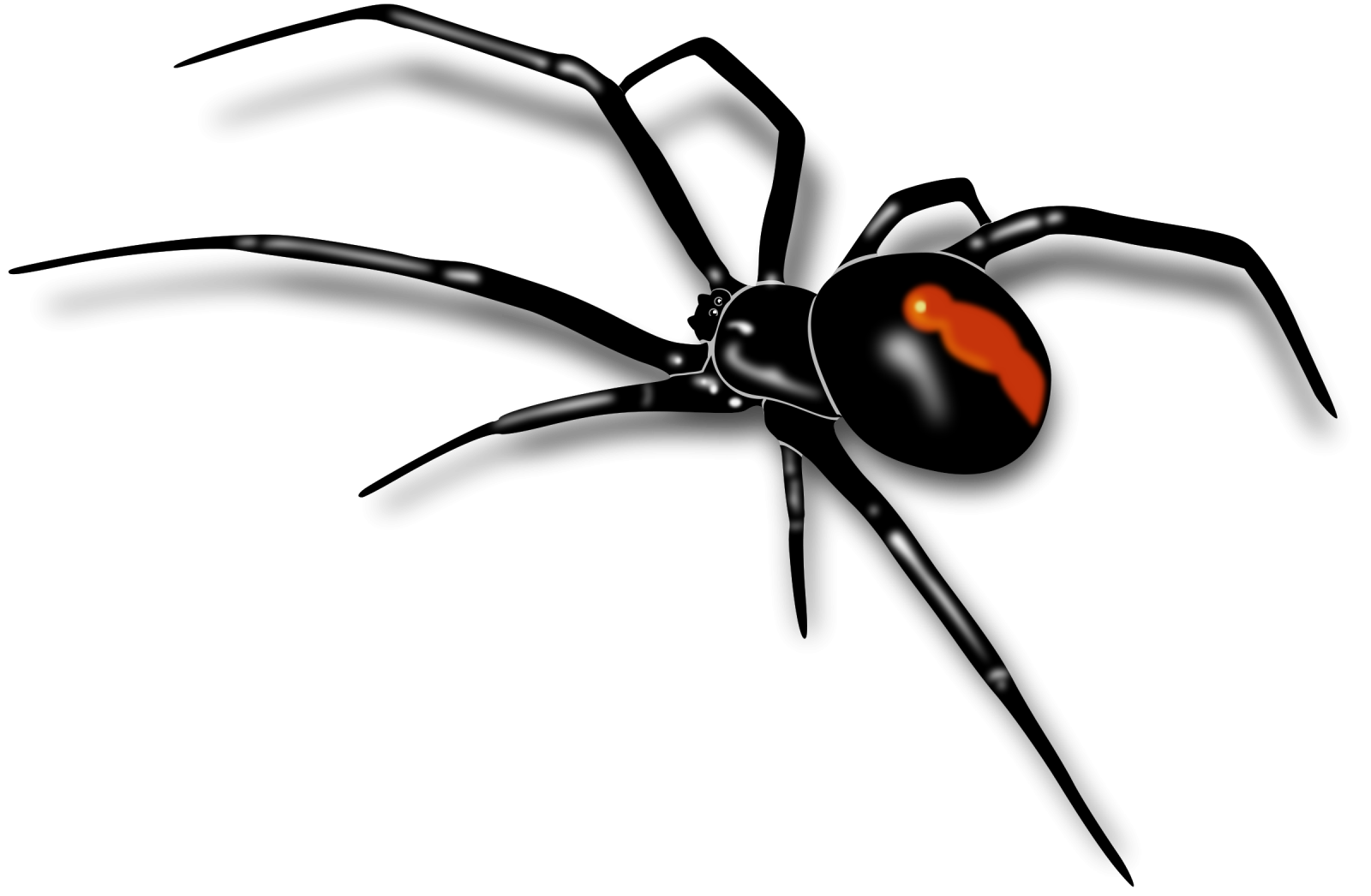 a black widow spider on a white background